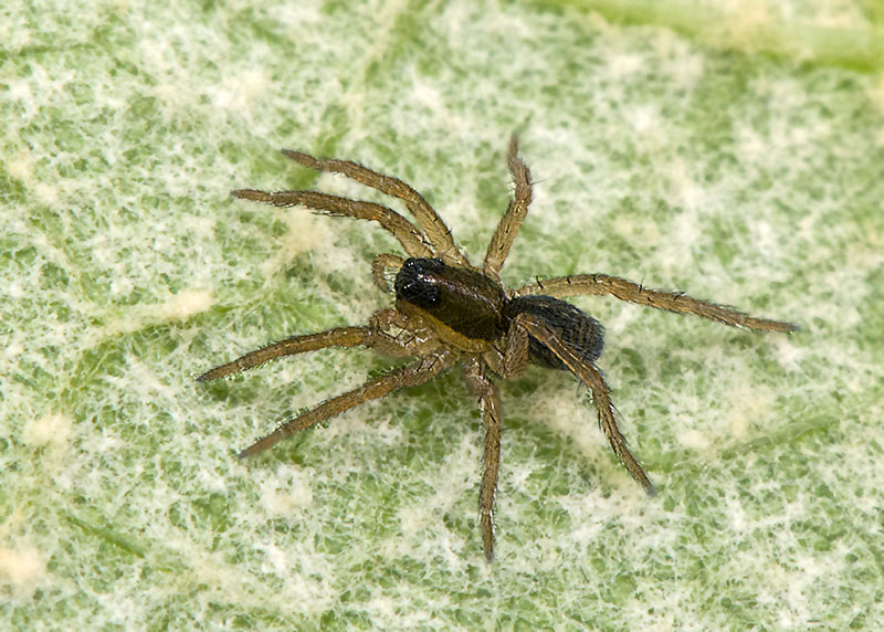 Hogna radiata - Lycosidae